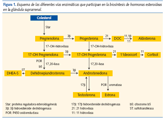 Figura 1. Esquema de las diferentes vías enzimáticas que participan en la biosíntesis de hormonas esteroideas
en la glándula suprarrenal.